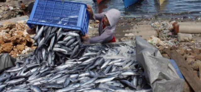 Selain Jepang, Amerika Jadi Tujuan Potensial Ikan Kayu Sulut