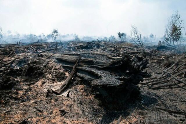 Tanggulangi Pemanasan Global, Korea Bantu Rp30 Miliar KPHP Riau