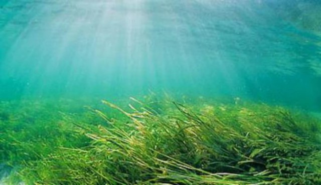 Tercemar Pupuk, 20 Hektare Rumput Laut Gagal Panen