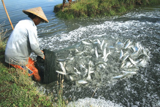 KKP Tabur Benih Ikan  Budidaya di Danau Tondano Aktual com