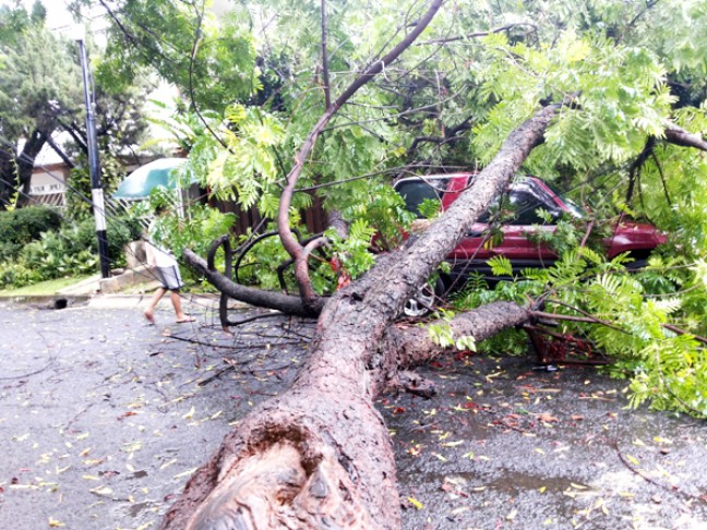 Warga Bogor Diminta Waspada Pohon Tumbang