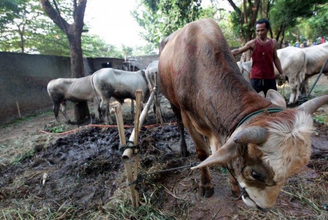 Warga Diresahkan Pencurian Hewan Ternak