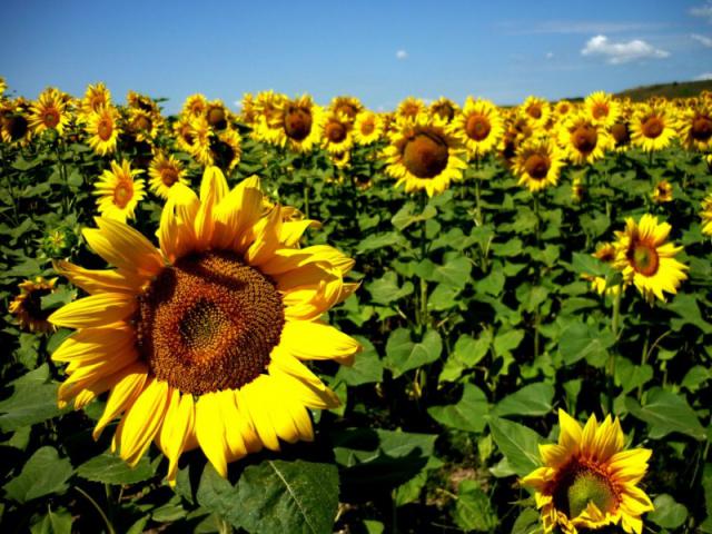 Tanaman Bunga Matahari Sebagai Rumah Obat Aktual Com