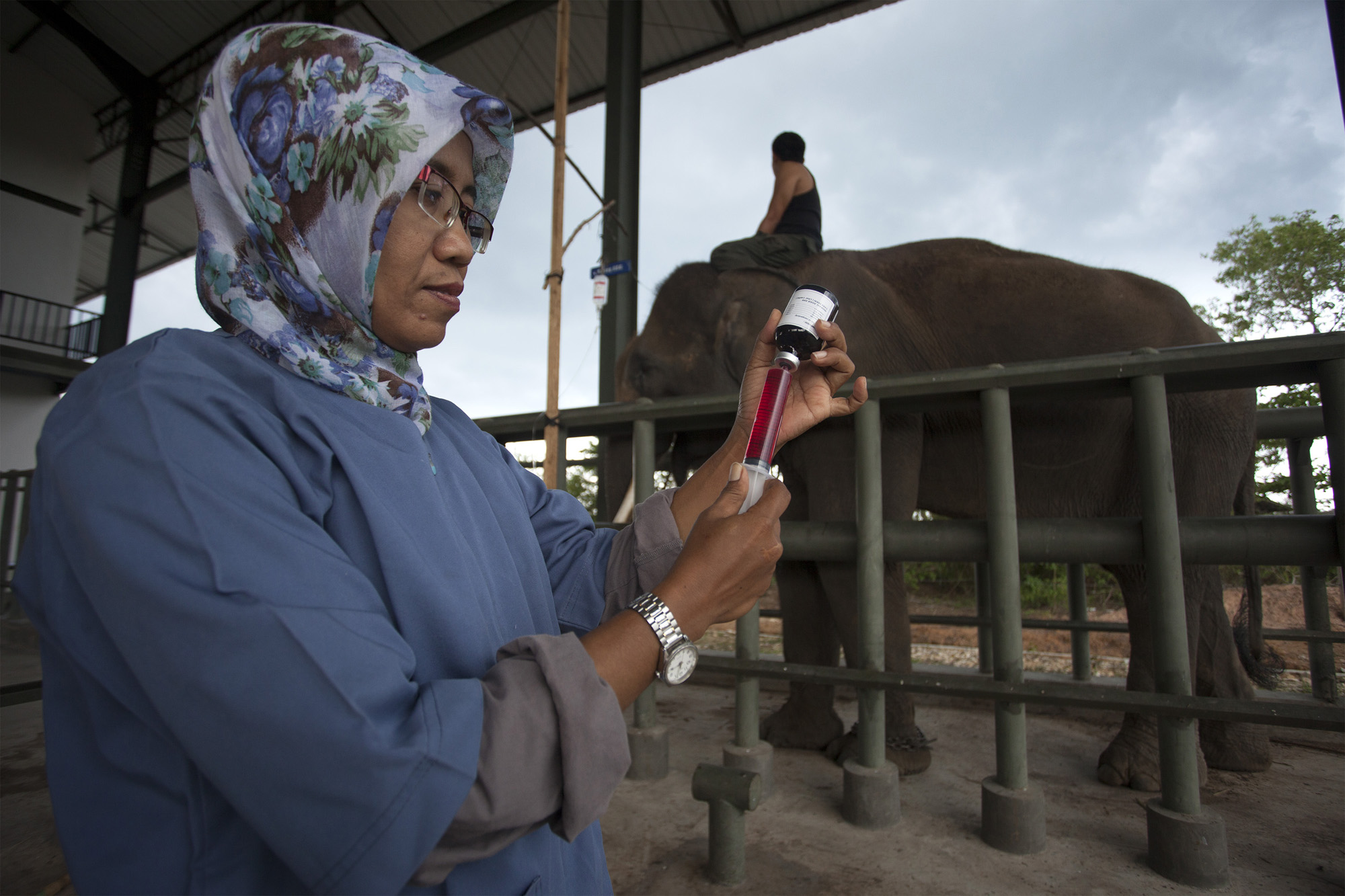 Dokter menyiapkan alat suntik saat menanggani gajah yang sakit di sakit gajah Prof Dr Ir Rubini Atmawidjaja di Taman Nasional Way Kambas Lampung