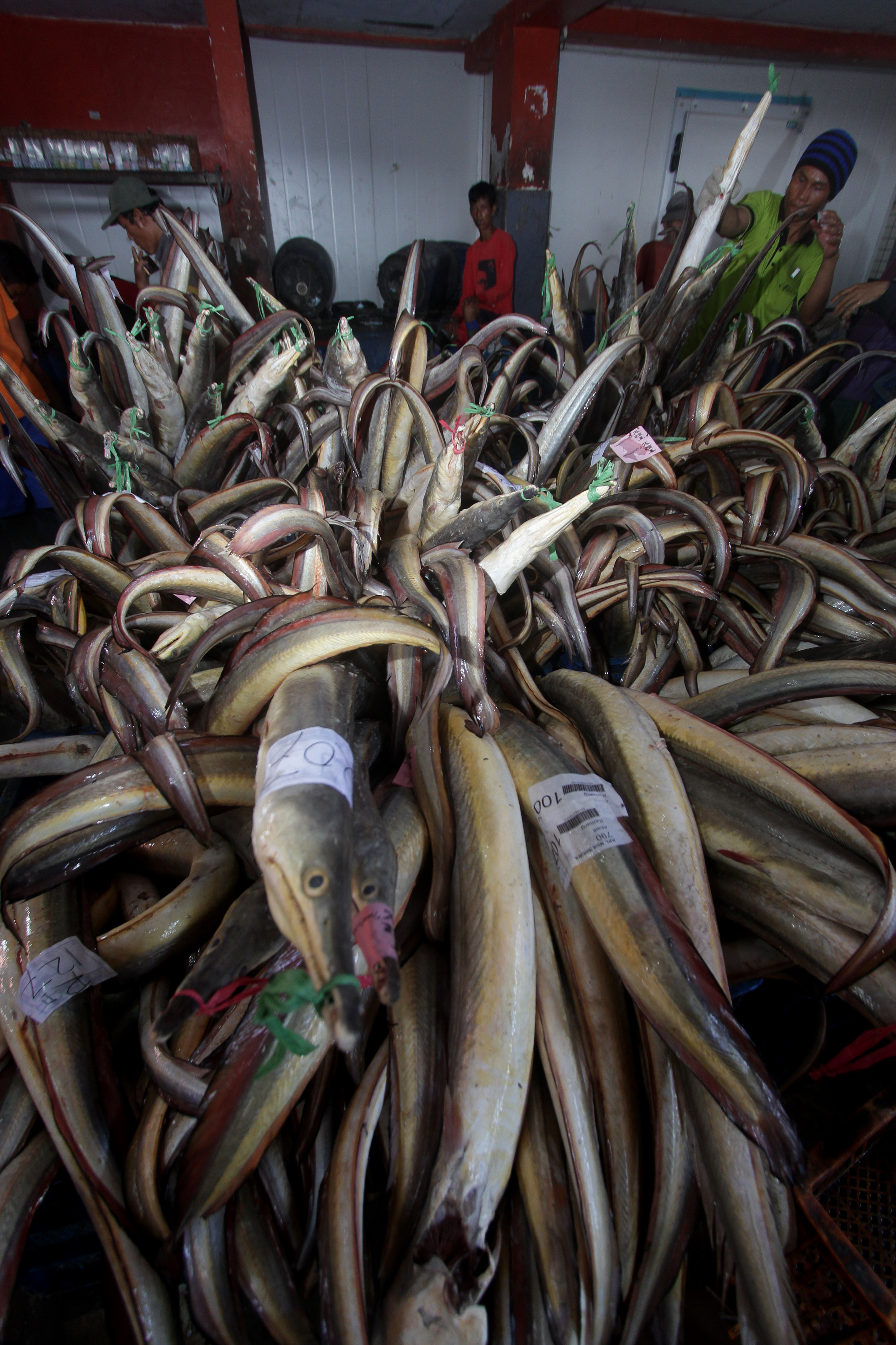 Penangkapan Ikan Hiu Semakin Marak - Aktual.com