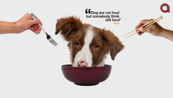 Dog Not Food (Aktual/Ilst.Nlsn)
