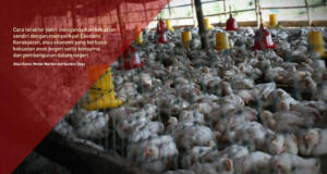 Peternakan Ayam Broiler Sebagai Salah Satu Basis Ekonomi Kerakyatan (Aktual/Ilst)