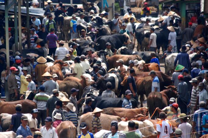 Suasana aktivitas jual beli sapi lokal di Pasar Hewan Ambarawa, Kabupaten Semarang, Jawa Tengah, Selasa (23/2).
