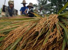 Zulhas Optimistis Pangan Nasional 2026 Makin Kuat: Swasembada Tercapai, MBG Diperluas