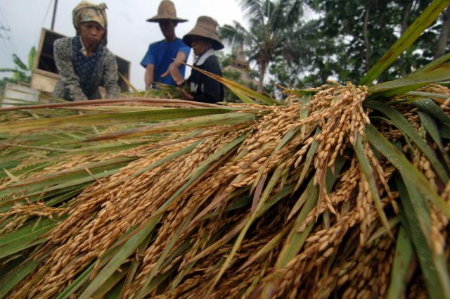 Petani memamenpadi di desa Teja Timur, Pamekasan, Jatim, Senin (14/3
