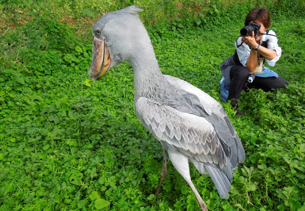 Jejak Burung Bangau Raksasa Shoebill Bertahan Hidup Melawan