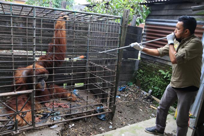 Dokter hewan dari Yayasan Orangutan Sumatera Lestari - Orangutan Information Centre (YOSL-OIC) membius Orang utan Sumatra (Pongo abelii) yang dipelihara warga saat proses penyitaan yang dilakukan bersama pihak BBKSDA Sumut di Kabanjahe, Karo, Sumatra Utara