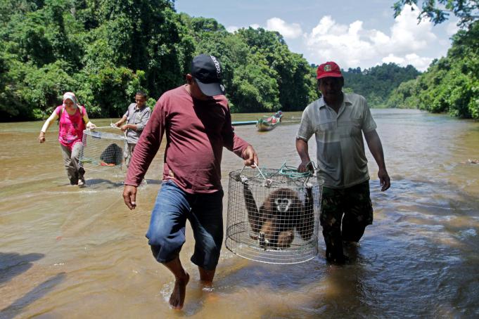 Petugas Balai Konservasi Sumber Daya Alam (BKSDA) Aceh bersama warga dan aktivis lingkungan membawa satwa langka dan dilindungi yang disita dari masyarakat untuk dilepas kembali ke habitatnya di kawasan hutan Kabupaten Aceh Jaya, Aceh, Sabtu (11/6).