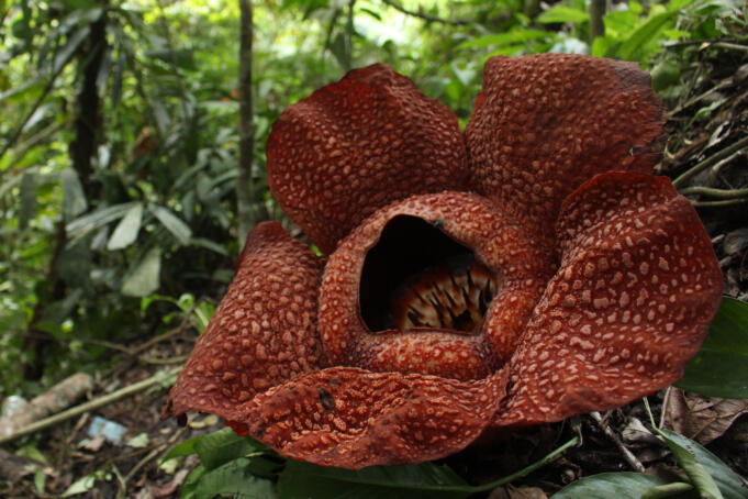 Bunga Rafflesia Arnoldi mekar sempurna di kawasan Hutan Lindung (HL) Bukit Daun, Kabupaten Taba Penajung, Bengkulu, Kamis (16/6).