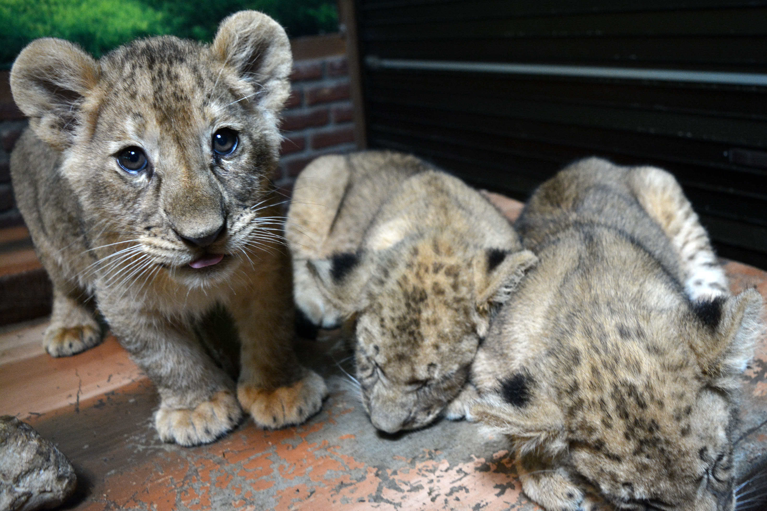 Bayi Singa Afrika Pantera Leo Yang Baru Lahir Bernama