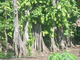 Pohon Gayam