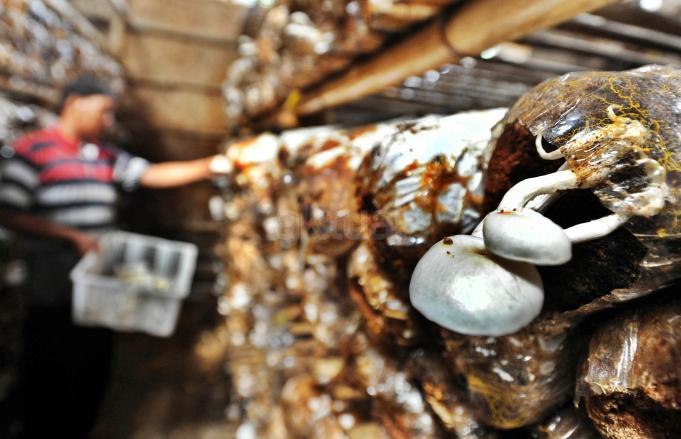 Petani jamur tiram saat akan panen di tempat bididaya jamur di kawasan Pandansari, Gadog, Bogor, Senin (20/3). Petani jamur memanen sebanyak 40 kilogram jamur dengan harga jual Rp 10 ribu/kg. Hasil panennya kemudian dipasarkan ke wilayah Bogor dan Jakarta. AKTUAL/Tino Oktaviano
