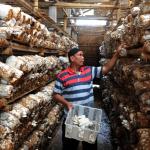 Petani jamur tiram saat akan panen di tempat bididaya jamur di kawasan Pandansari, Gadog, Bogor, Senin (20/3). Petani jamur memanen sebanyak 40 kilogram jamur dengan harga jual Rp 10 ribu/kg. Hasil panennya kemudian dipasarkan ke wilayah Bogor dan Jakarta. AKTUAL/Tino Oktaviano