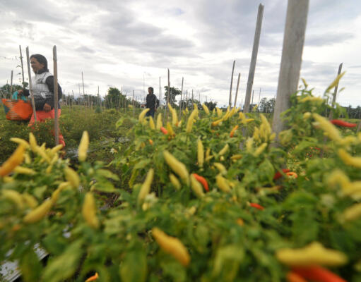 Subsidi Pertanian Meningkat Pesat, Tapi Tak Ada Pemihakan dan Pemberdayaan Petani