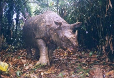 Keberadaan Badak Jawa Di Ujung Kulon Terancam Bencana