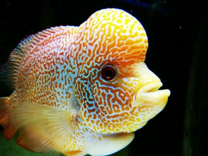 Ikan Louhan Ikan Louhan