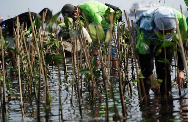 Indofood Ajak Karyawan Lestarikan Bakau