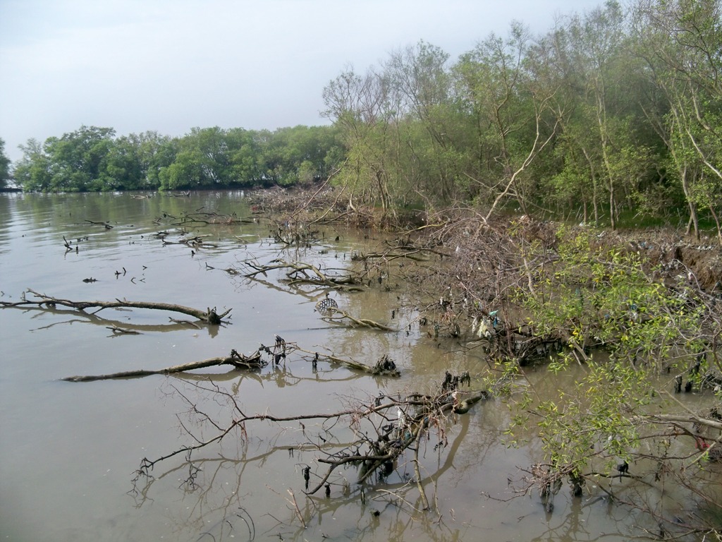 Ahli 70 Persen Hutan Mangrove Di Kalsel Alami Kerusakan