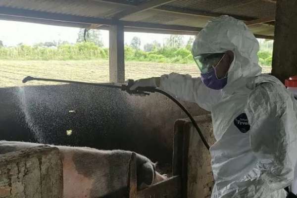 Antisipasi penyebaran Virus Hog Cholera Babi, petugas menyiram cairan disinfektan - Antara