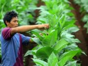 PKJS-UI Berkontribusi di WCTC 2025: Bahas Tantangan Tembakau dan Masa Depan Pengendaliannya di Indonesia