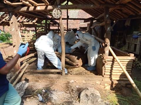 Petugas dari Dinas Pertanian dan Pangan Gunungkidul mengevakuasi ternak yang mati mendadak. Foto: Erfanto