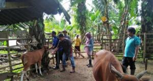 Petugas Peternakan dan Kesehatan Hewan Dinas Pertanian Kabupaten Mukomuko, Provinsi Bengkulu, sedang memberikan pelayanan pemeriksaan kesehatan hewan milik masyarakat di daerah ini.(Foto Istimewa)