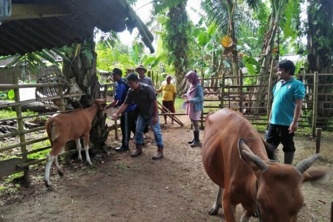 Petugas Peternakan dan Kesehatan Hewan Dinas Pertanian Kabupaten Mukomuko, Provinsi Bengkulu, sedang memberikan pelayanan pemeriksaan kesehatan hewan milik masyarakat di daerah ini.(Foto Istimewa)