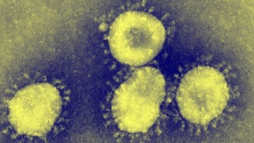 lustrasi corona virus. Foto: news-medical.net