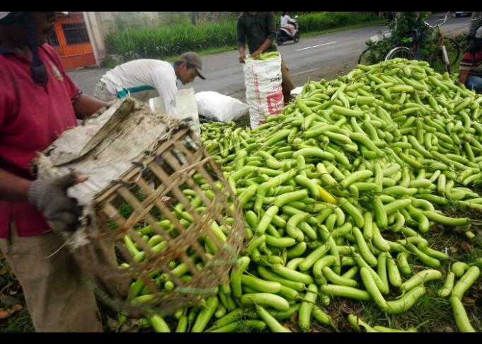 Petani memanen sayur terong (Solanum melongena) jenis hitavi atau terong hijau di areal persawahan Pucung, Tulungagung, Jawa Timur, Rabu (19/2/2020).