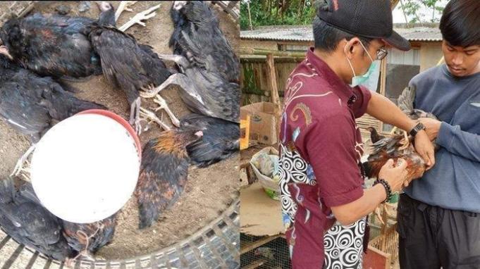 Kondisi ayam yang mati mendadak terjangkit Alvian Influenza atau Flu Burung di wilayah Sekojo, Kalidoni.