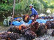 DJP Bongkar Modus Baru Ekspor Sawit: Fatty Matter Disamarkan Jadi Limbah POME, Negara Berpotensi Rugi Rp140 Miliar Seorang petani membongkar muatan tandan buah segar (TBS) sawit dari dalam sebuah perahu pada musim banjir di Desa Raja Bejamu Kabupaten Rokan Hilir, Riau