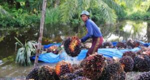 Seorang petani membongkar muatan tandan buah segar (TBS) sawit dari dalam sebuah perahu pada musim banjir di Desa Raja Bejamu Kabupaten Rokan Hilir, Riau