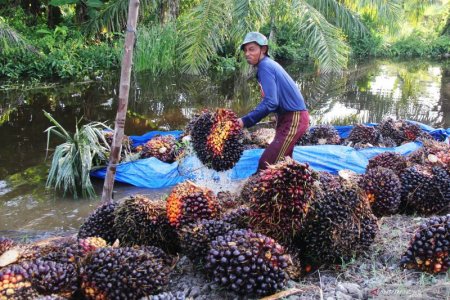 Seorang petani membongkar muatan tandan buah segar (TBS) sawit dari dalam sebuah perahu pada musim banjir di Desa Raja Bejamu Kabupaten Rokan Hilir, Riau