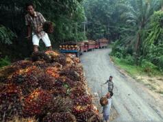 Mulai Juli 2026, RI Terapkan B50 untuk Kurangi Ketergantungan Minyak Dunia