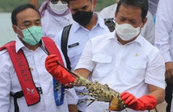 Menteri KP: Lobster Harus Tetap Dikembangkan di Dalam Negeri