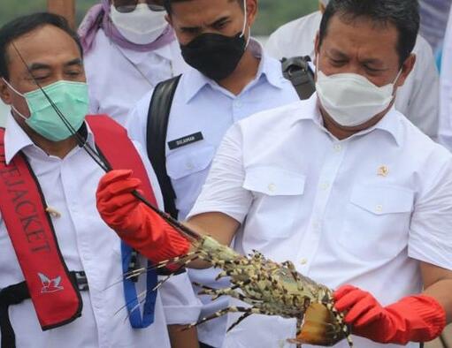 Menteri KP: Lobster Harus Tetap Dikembangkan di Dalam Negeri