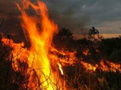 Lahan Seluas 0,7 Hektar Milik Koperasi RTBS Terbakar, Gotong Royong dari Berbagai Pihak Berhasil Kendalikan Api