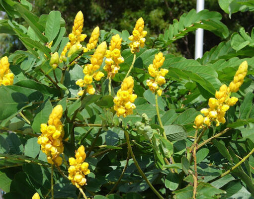 Inilah Obat yang Dianjurkan Rasulullah SAW Untuk Menyembuhkan Diare