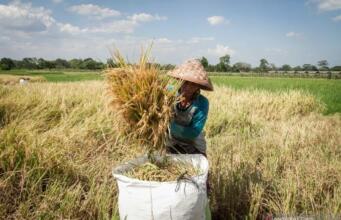 BPS Catat Nilai Tukar Petani Tumbuh 1,16 Persen pada Agustus 2021 Ilustrasi: Petani panen padi/Antara