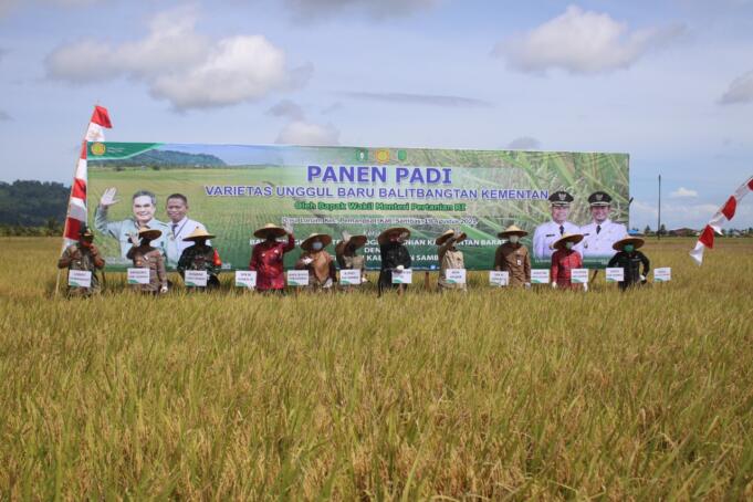 Wakil Menteri Pertanian, Harvick Hasnul Qolbi bersama Bupati Sambas melakukan Panen Raya Padi Varitas Unggul Inpari 35 dan 37 di Desa Lanom, Kecamatan Pemangkat, Kabupaten Sambas, Kalimantan Barat. Panen Raya ini juga dihadiri Anggota Komisi IV DPR-RI, Maria Lestari