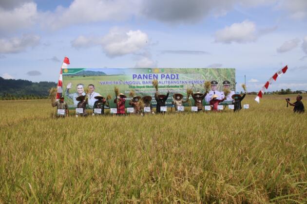 Wakil Menteri Pertanian, Harvick Hasnul Qolbi bersama Bupati Sambas melakukan Panen Raya Padi Varitas Unggul Inpari 35 dan 37 di Desa Lanom, Kecamatan Pemangkat, Kabupaten Sambas, Kalimantan Barat. Panen Raya ini juga dihadiri Anggota Komisi IV DPR-RI, Maria Lestari