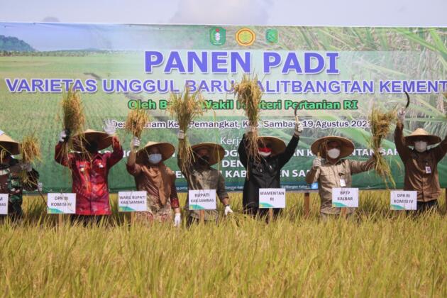 Wakil Menteri Pertanian, Harvick Hasnul Qolbi bersama Bupati Sambas melakukan Panen Raya Padi Varitas Unggul Inpari 35 dan 37 di Desa Lanom, Kecamatan Pemangkat, Kabupaten Sambas, Kalimantan Barat. Panen Raya ini juga dihadiri Anggota Komisi IV DPR-RI, Maria Lestari