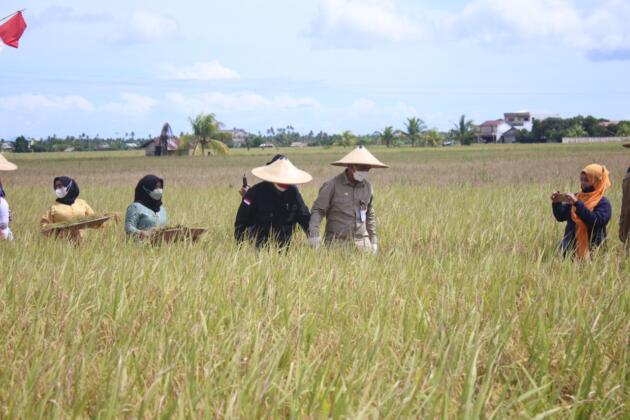 Wakil Menteri Pertanian, Harvick Hasnul Qolbi bersama Bupati Sambas melakukan Panen Raya Padi Varitas Unggul Inpari 35 dan 37 di Desa Lanom, Kecamatan Pemangkat, Kabupaten Sambas, Kalimantan Barat. Panen Raya ini juga dihadiri Anggota Komisi IV DPR-RI, Maria Lestari
