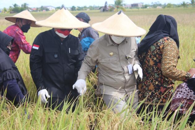 Wakil Menteri Pertanian, Harvick Hasnul Qolbi bersama Bupati Sambas melakukan Panen Raya Padi Varitas Unggul Inpari 35 dan 37 di Desa Lanom, Kecamatan Pemangkat, Kabupaten Sambas, Kalimantan Barat. Panen Raya ini juga dihadiri Anggota Komisi IV DPR-RI, Maria Lestari