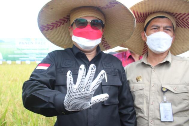 Wakil Menteri Pertanian, Harvick Hasnul Qolbi bersama Bupati Sambas melakukan Panen Raya Padi Varitas Unggul Inpari 35 dan 37 di Desa Lanom, Kecamatan Pemangkat, Kabupaten Sambas, Kalimantan Barat. Panen Raya ini juga dihadiri Anggota Komisi IV DPR-RI, Maria Lestari